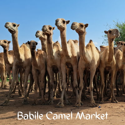 Camels at Babile Market near Harar