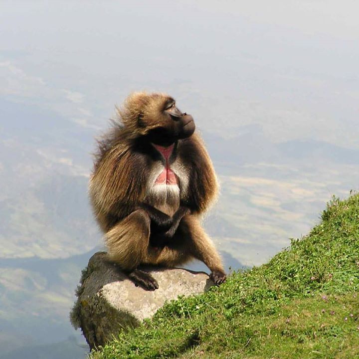 Gelada-Baboon-around-Debre-Libanos-Day-Trip-from-Addis-Ababa.jpg