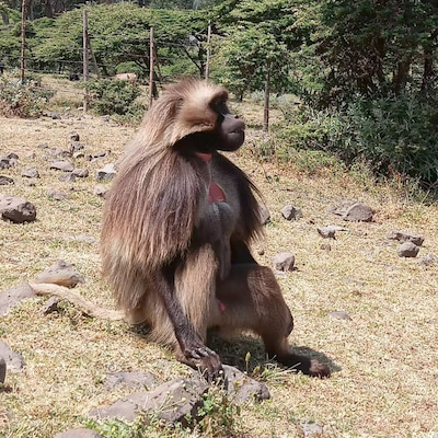 Gelada-Baboon-around-Debre-Libanos-Day-Trip-from-Addis-Ababa.jpg