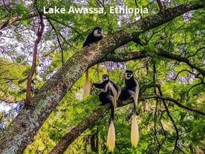 Colobus Monkeys at the Rift Valley Lake of Awassa