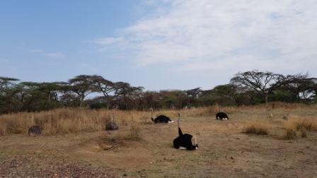 Ostriches_At_Abidjatta_Shalla_National_Park.jpg