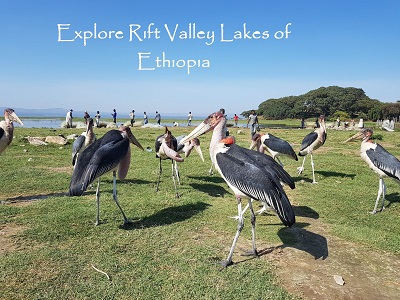 Enjoy birding at the Rift Valley Lakes of Ethiopia