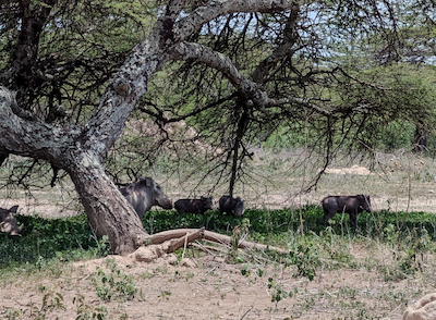 See Warthogs at Abijatta Shalla National Park, a highlight of our 2-day Rift Valley Lakes tour from Addis Ababa