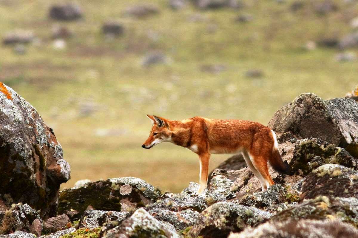 Simien Fox or Ethiopian Wolf at Bale Mountains National Park