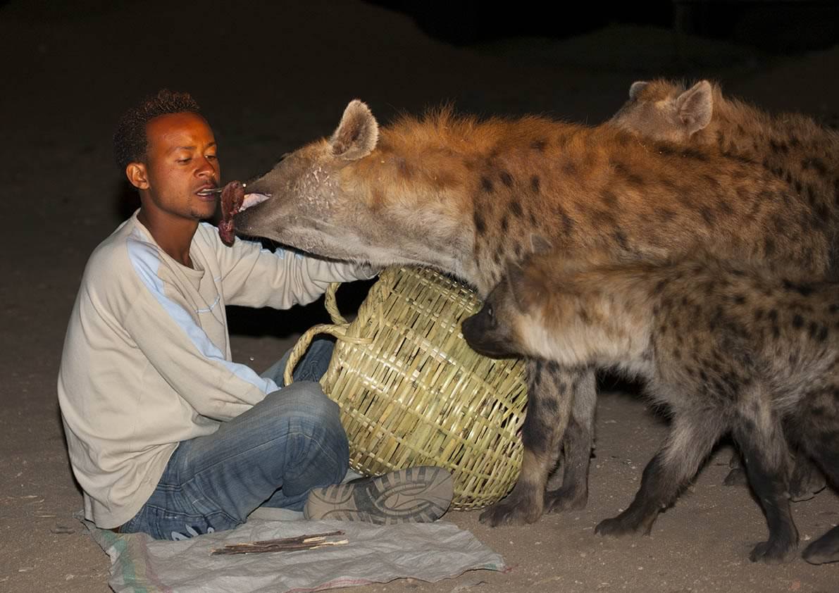 Hyena Man feeding wild Hyenas at Harar town of Ethiopia